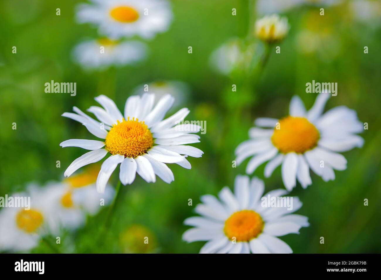 Closeup of daisy flowers. Daisy growing on green lawn.  Chamomile wildflowers on field. Stock Photo