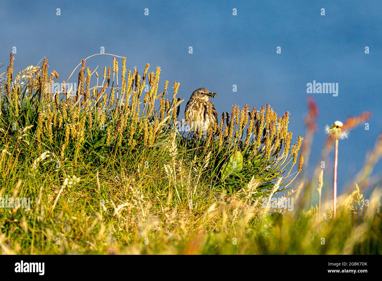 Meadow Pipit on the Island of Birsay, Orkney Stock Photo