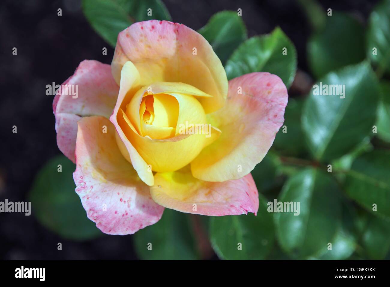Page 2 - Isabella Rose High Resolution Stock Photography and Images - Alamy