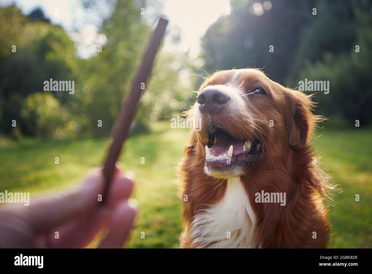 Pet owner holding treat for his dog. Nova Scotia Duck Tolling Retriever during obedience training. Stock Photo