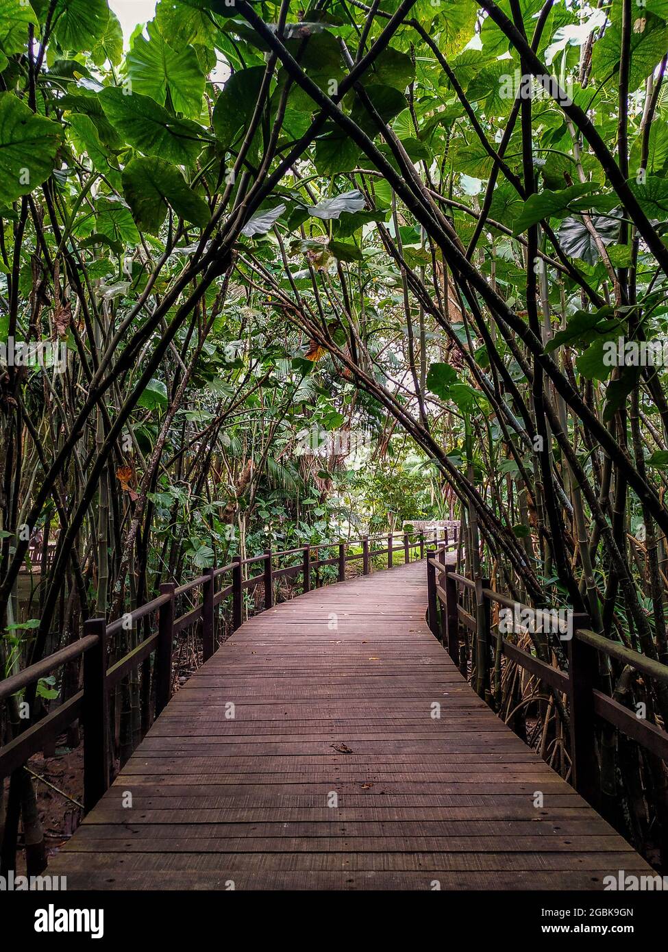 Path in the middle of the mangrove vegetation of the border area to the Guamá river inside Mangal das Garças in Belém. Stock Photo