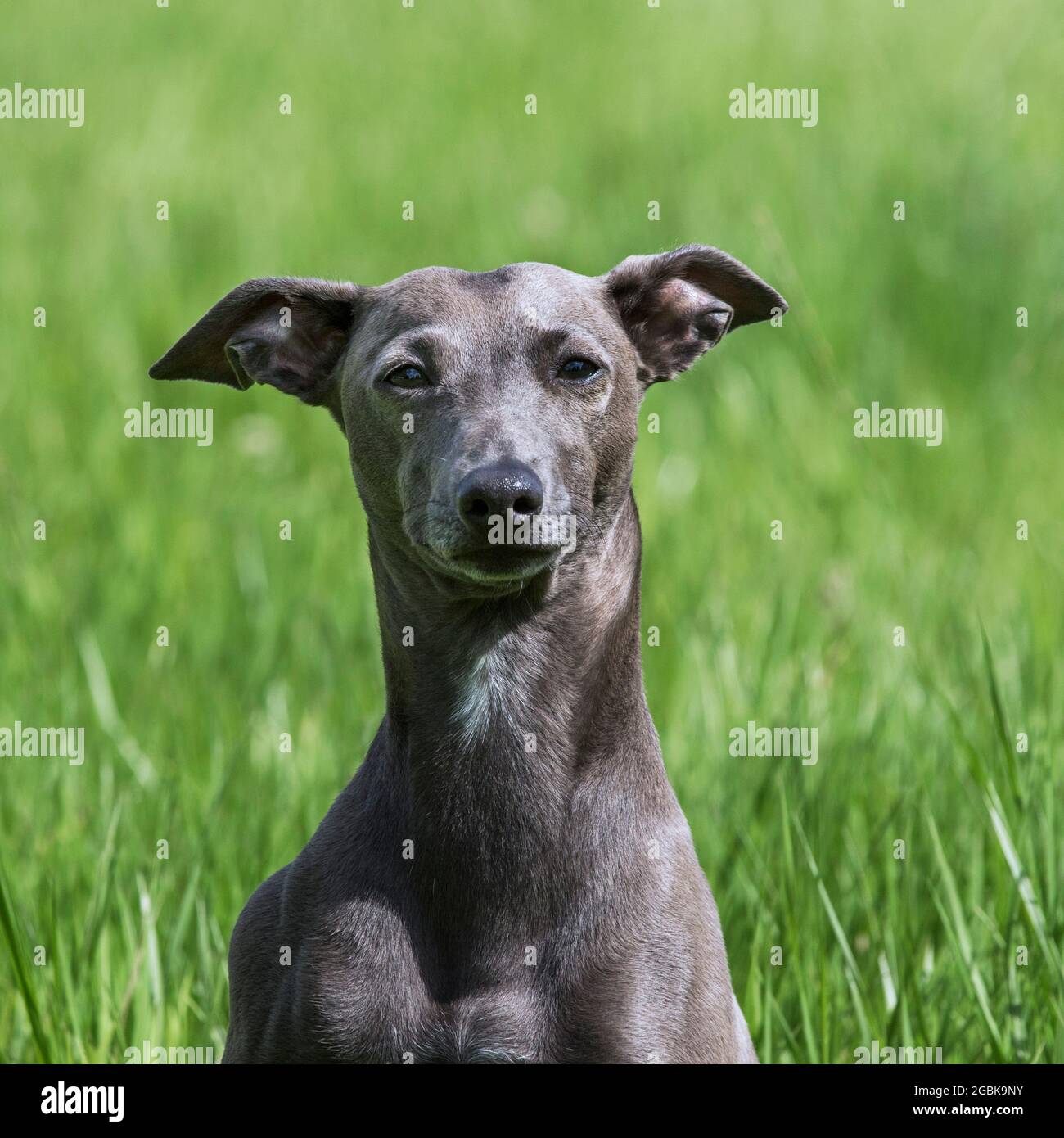 Italian Greyhound / Piccolo levriero Italiano / Italian Sighthound, smallest dog breed of the sighthounds, close-up portrait Stock Photo