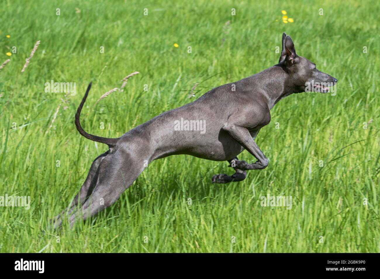 Italian Greyhound / Piccolo levriero Italiano / Italian Sighthound, smallest dog breed of the sighthounds running in field Stock Photo