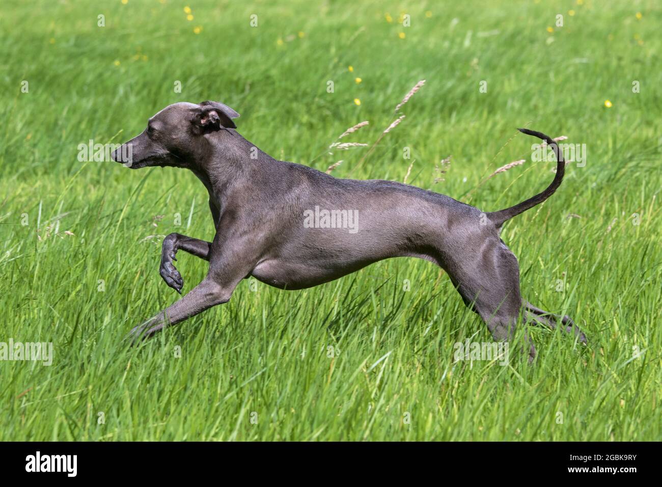 Italian Greyhound / Piccolo levriero Italiano / Italian Sighthound, smallest dog breed of the sighthounds running in field Stock Photo