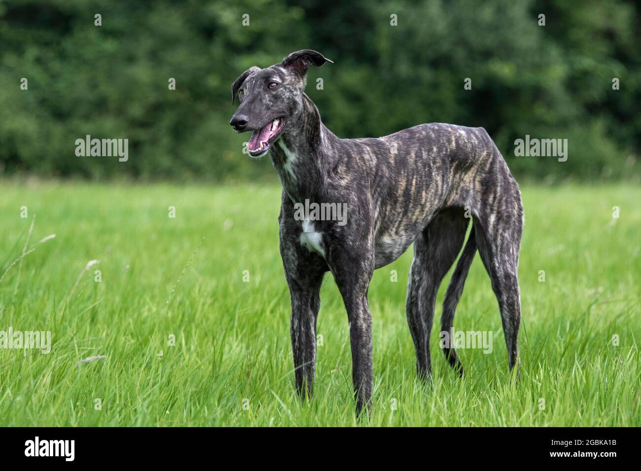 Brindled rough-coated Galgo Español / barcino Spanish galgo / atigrado Spanish sighthound, dog breed of the sighthounds in field Stock Photo