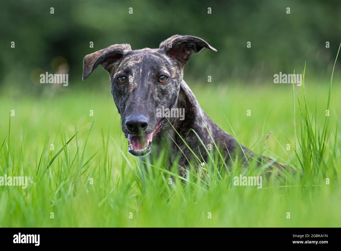 Brindled rough-coated Galgo Español / barcino Spanish galgo / atigrado Spanish sighthound, dog breed of the sighthounds, close-up portrait Stock Photo