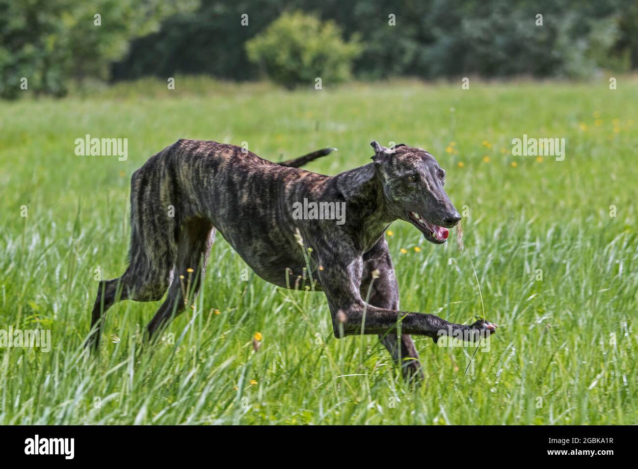 Brindled rough-coated Galgo Español / barcino Spanish galgo / atigrado Spanish sighthound, dog breed of the sighthounds running in field Stock Photo