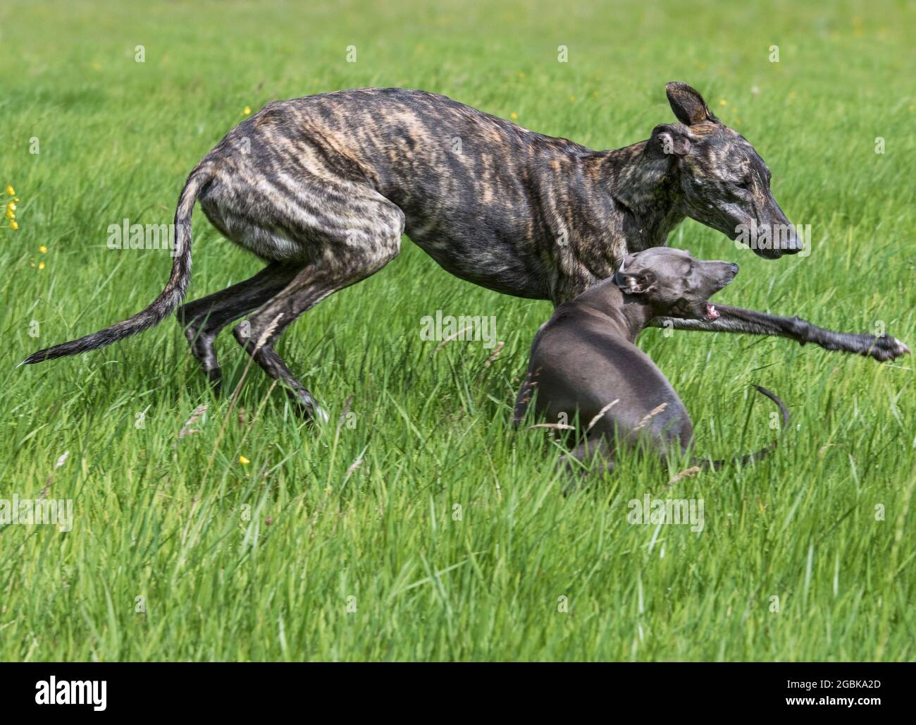 Brindled rough-coated Galgo Español / barcino Spanish galgo / Spanish sighthound and Italian Greyhound / Piccolo levriero Italiano running in field Stock Photo