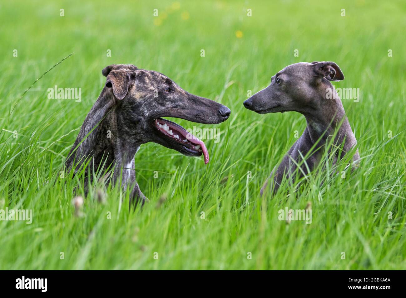 Brindled rough-coated Galgo Español / barcino Spanish galgo / Spanish sighthound and Italian Greyhound / Piccolo levriero Italiano in field Stock Photo