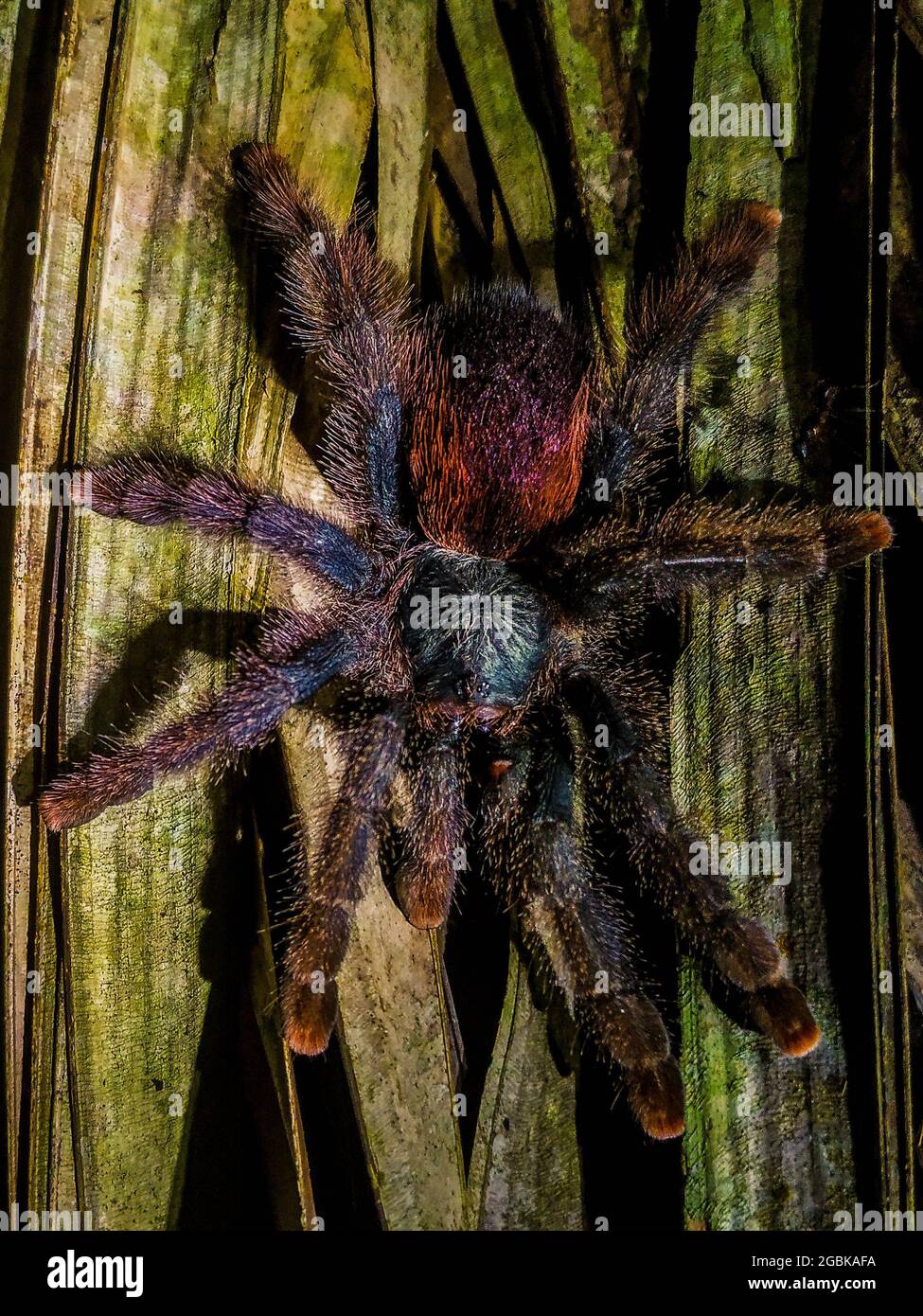 Brazilian Spider (Caranguejeira), waiting for the prey approaching on the thatched roof. Stock Photo