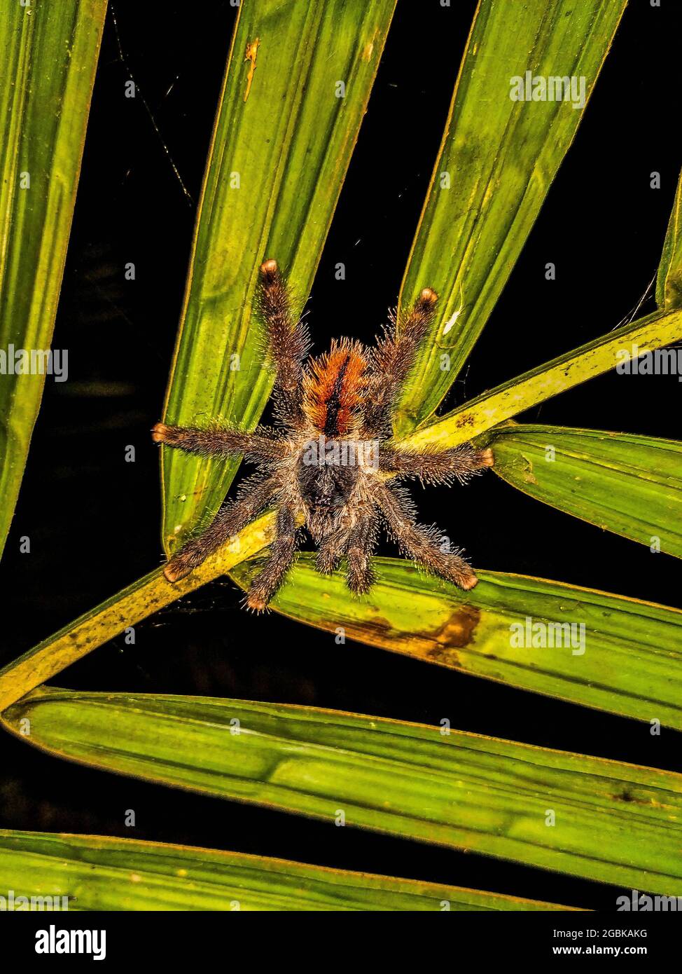 Brazilian Spider (Caranguejeira), waiting for the prey approaching on the thatched roof. Stock Photo