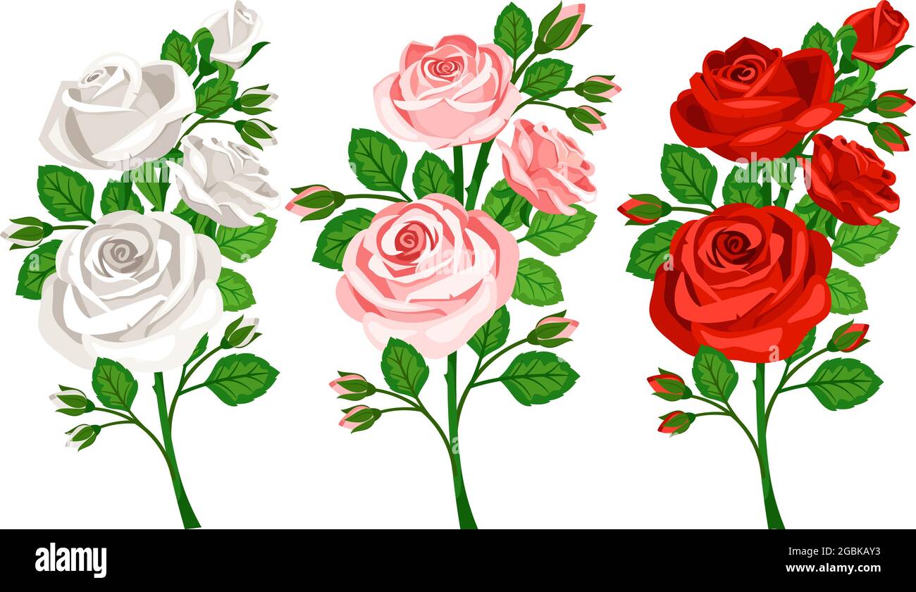 White, red and pink bouquets with roses bud Stock Vector Image & Art ...