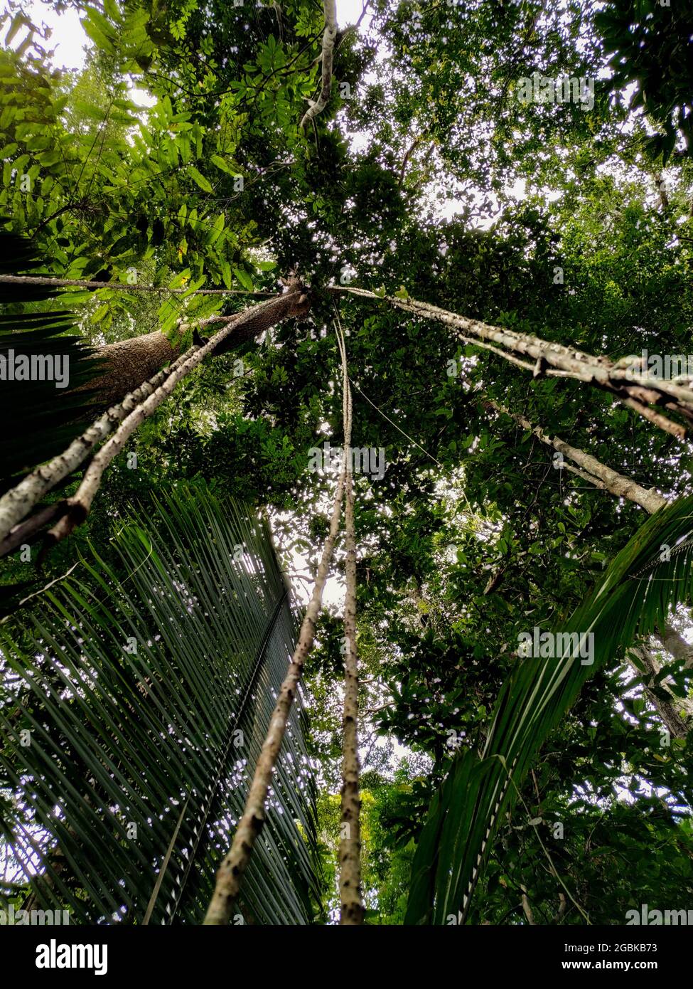 Brazilian trees in the middle of the Amazon forest Stock Photo Alamy