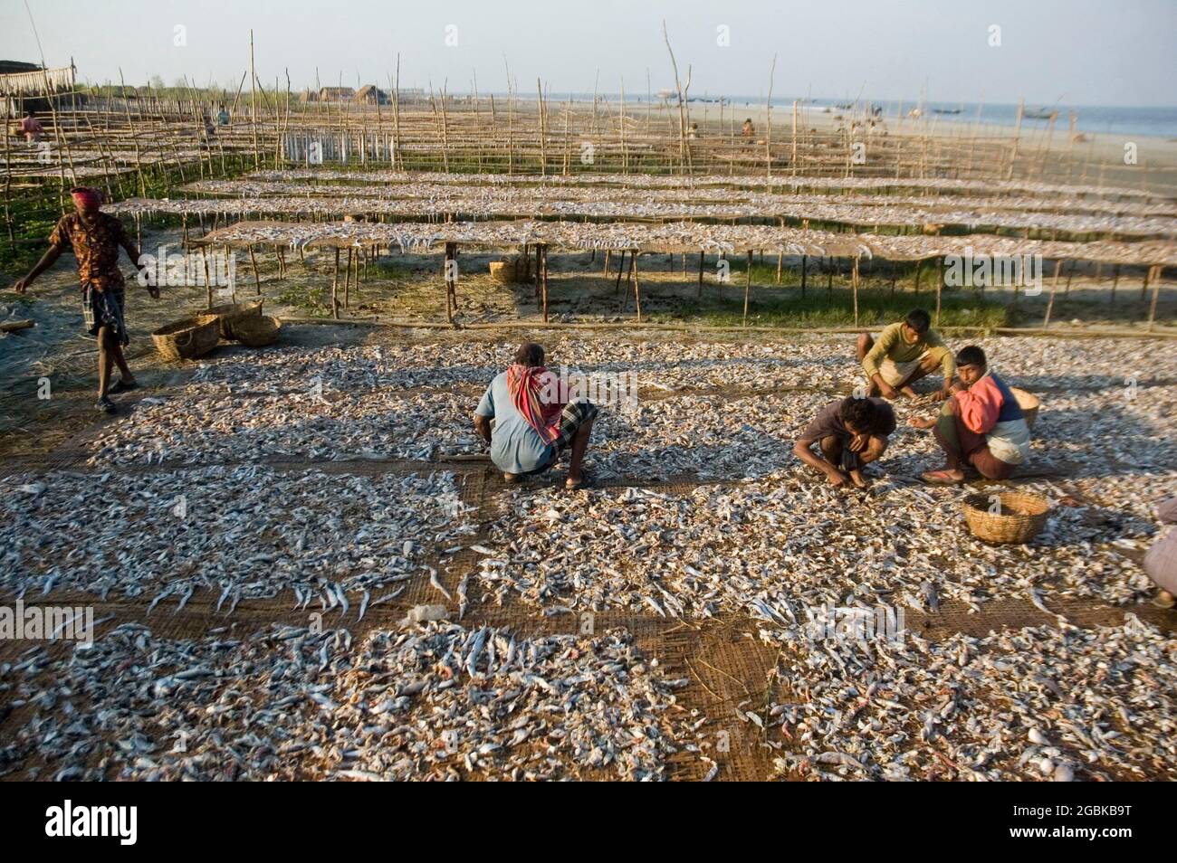 Dry fish industries hires stock photography and images Alamy