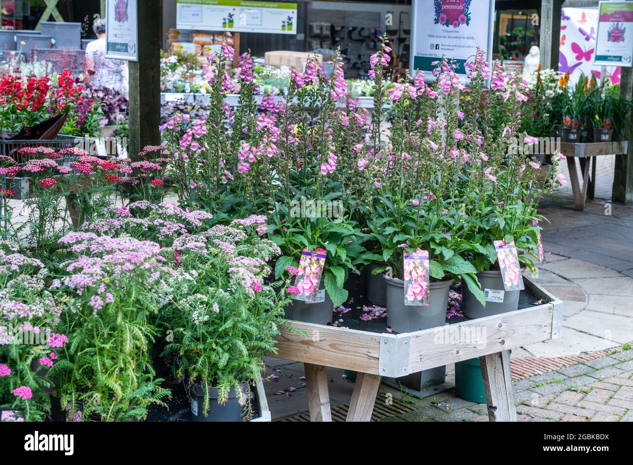 Garden centre flower hi-res stock photography and images - Alamy