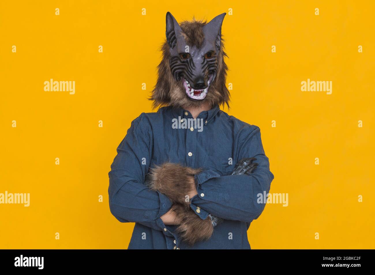 On a yellow background there is a werewolf dressed in a blue shirt is with his arms crossed. Stock Photo