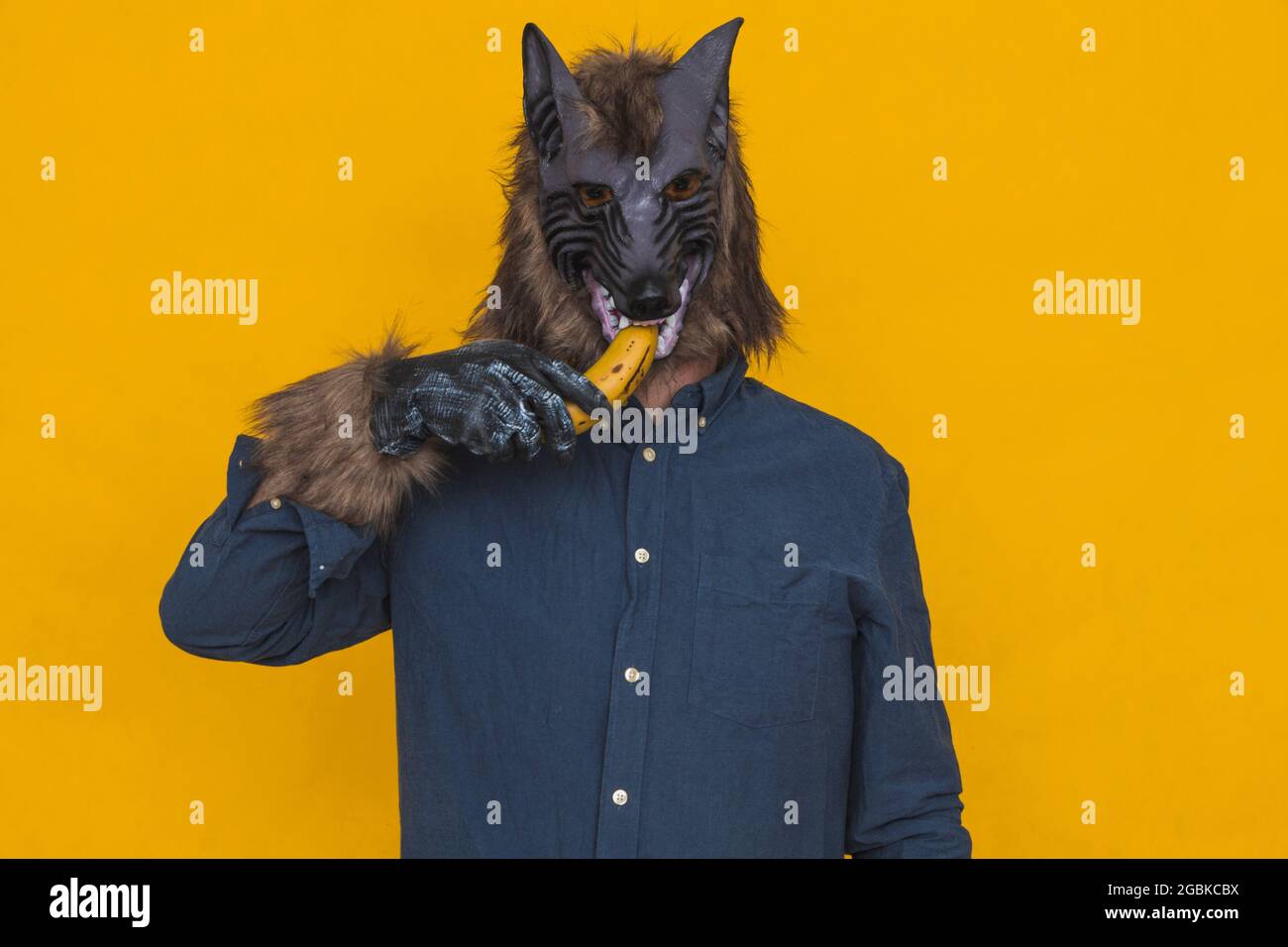 On a yellow background there is a werewolf dressed in a blue shirt holding an unpeeled banana in his hand and stuffing it into his mouth. Stock Photo