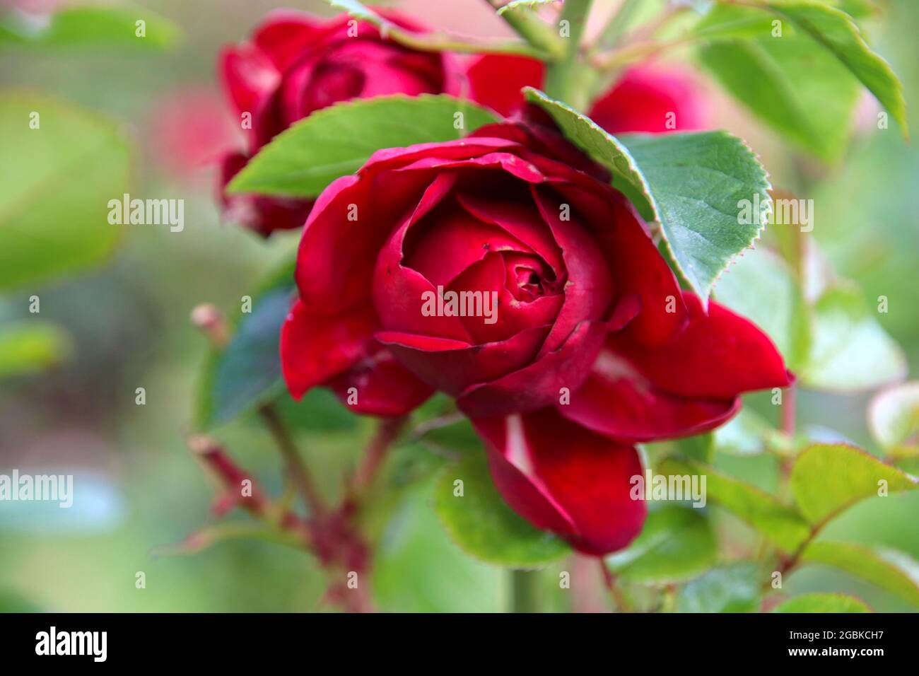 Flower of a rose in the Guldemondplantsoen Rosariu, in Boskoop of the type  Jugendliebe Stock Photo - Alamy