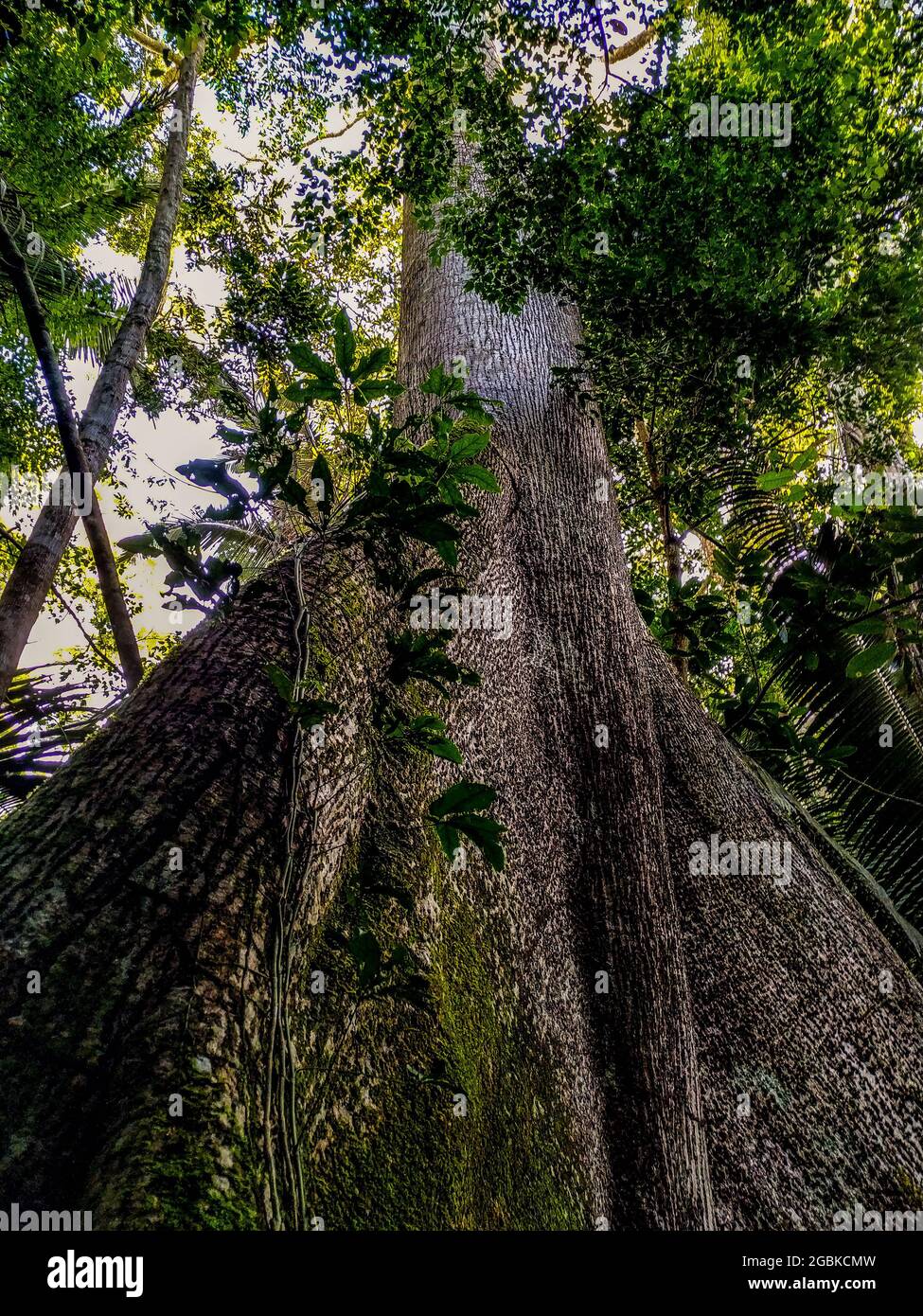 Brazilian trees in the middle of the Amazon forest Stock Photo Alamy