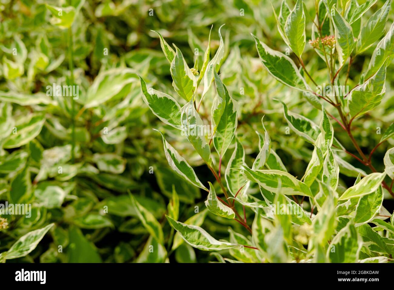 Selective focus of Variegated False Hollycream, edged foliage. Background from green leaves with white edges Stock Photo