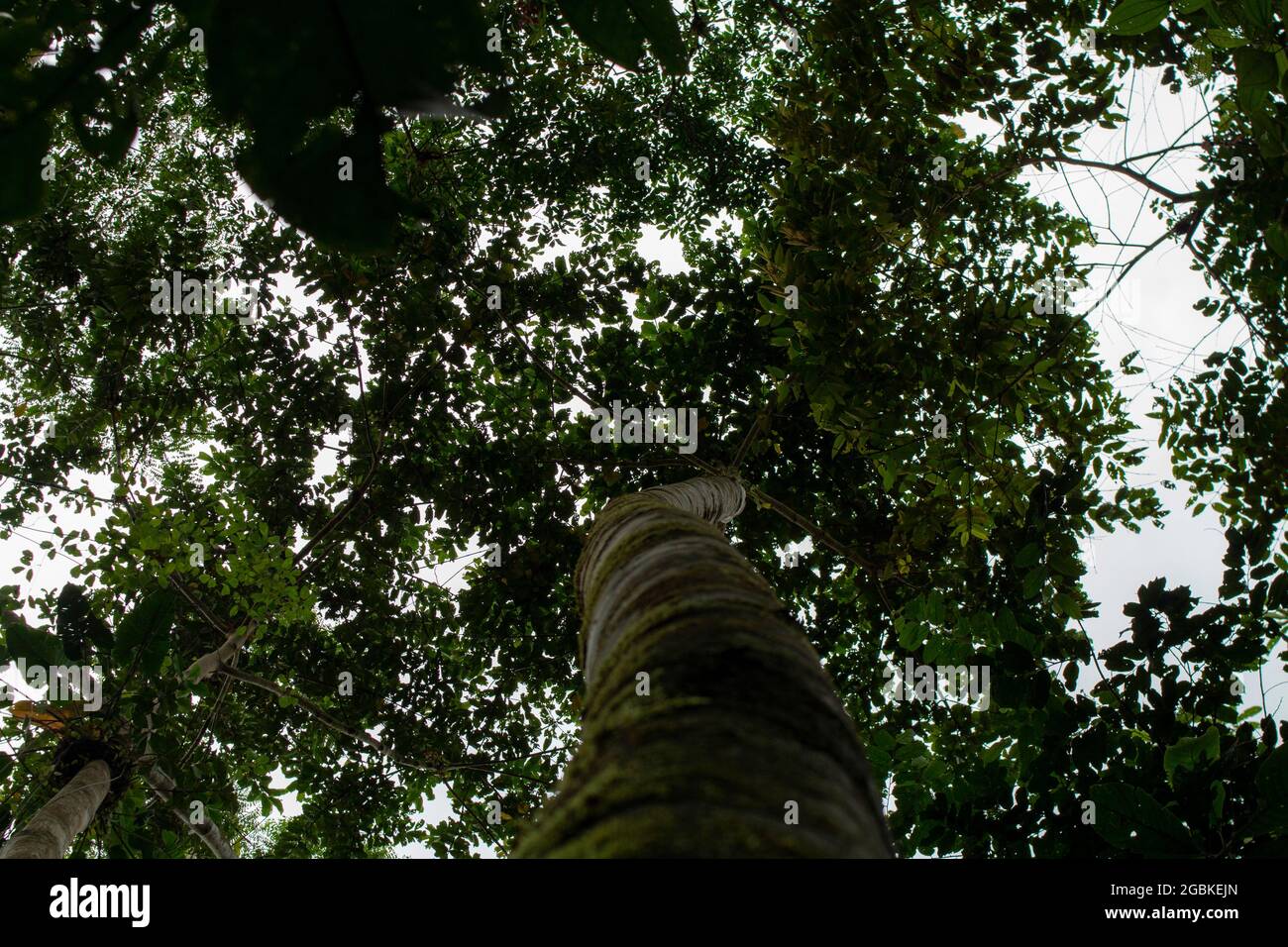 Brazilian trees in the middle of the Amazon forest Stock Photo Alamy