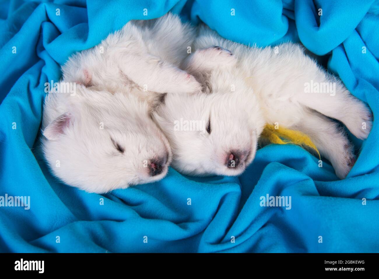 samoyed fur blanket