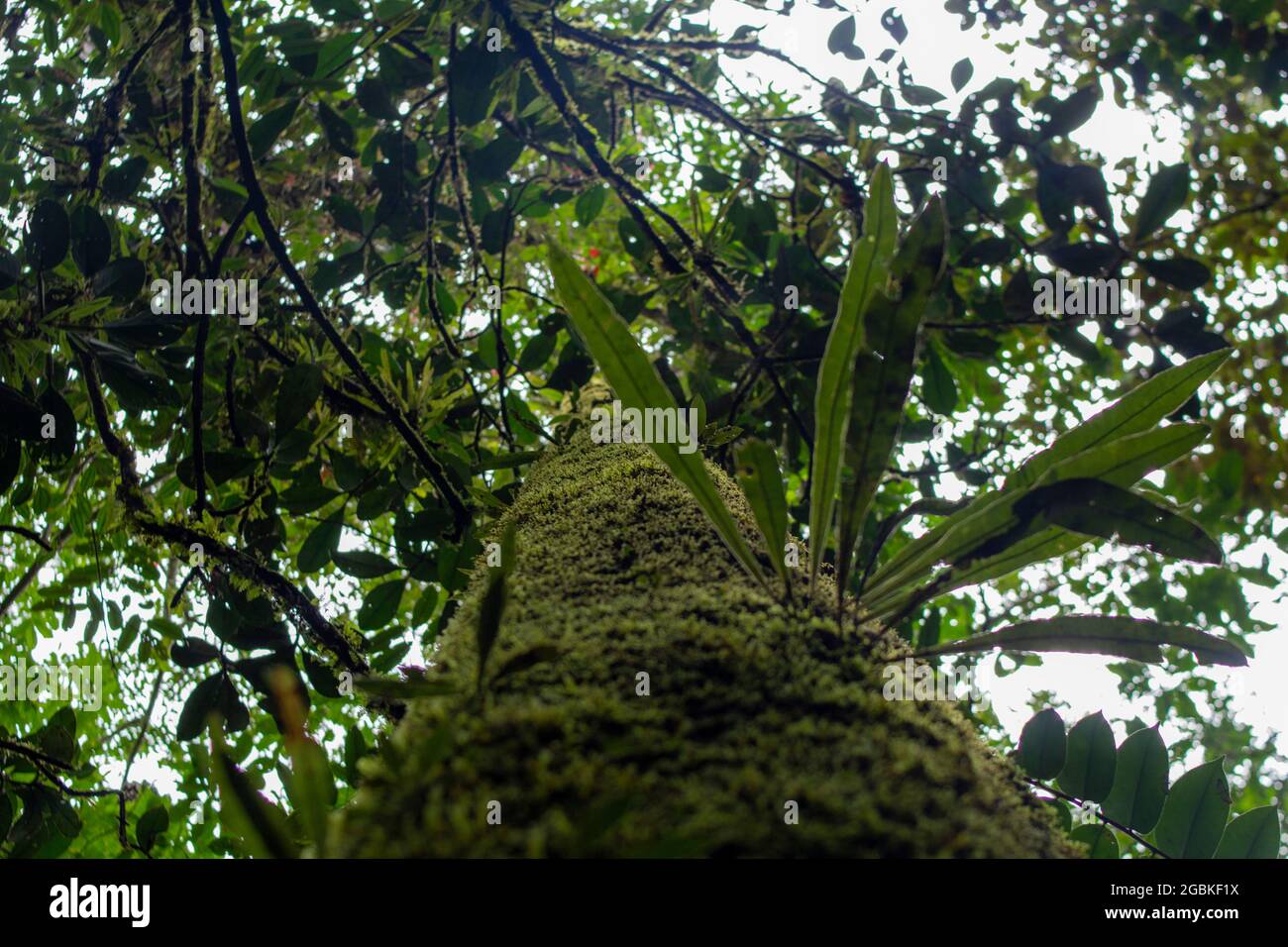 Brazilian trees in the middle of the Amazon forest Stock Photo Alamy