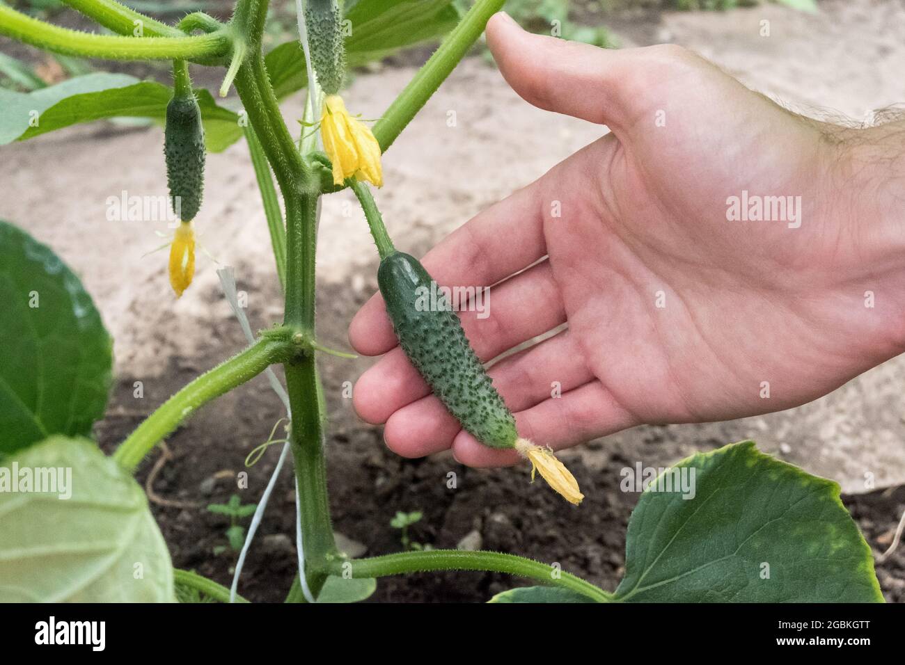 A young cucumber grows on a bush. Shows the fetus. Stock Photo