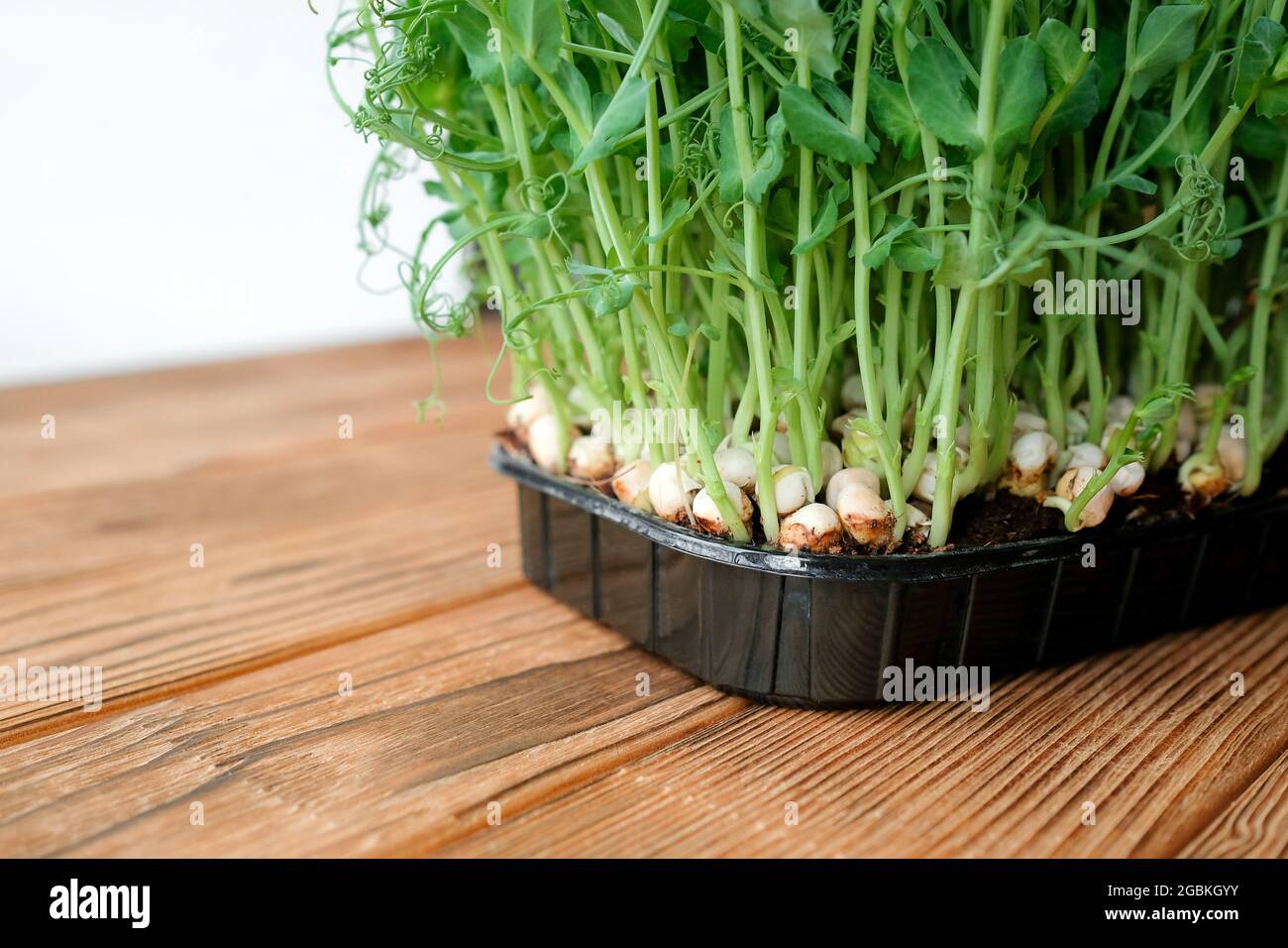Microgreen peas. Young sprouts in a black container on a wooden background. Stock Photo