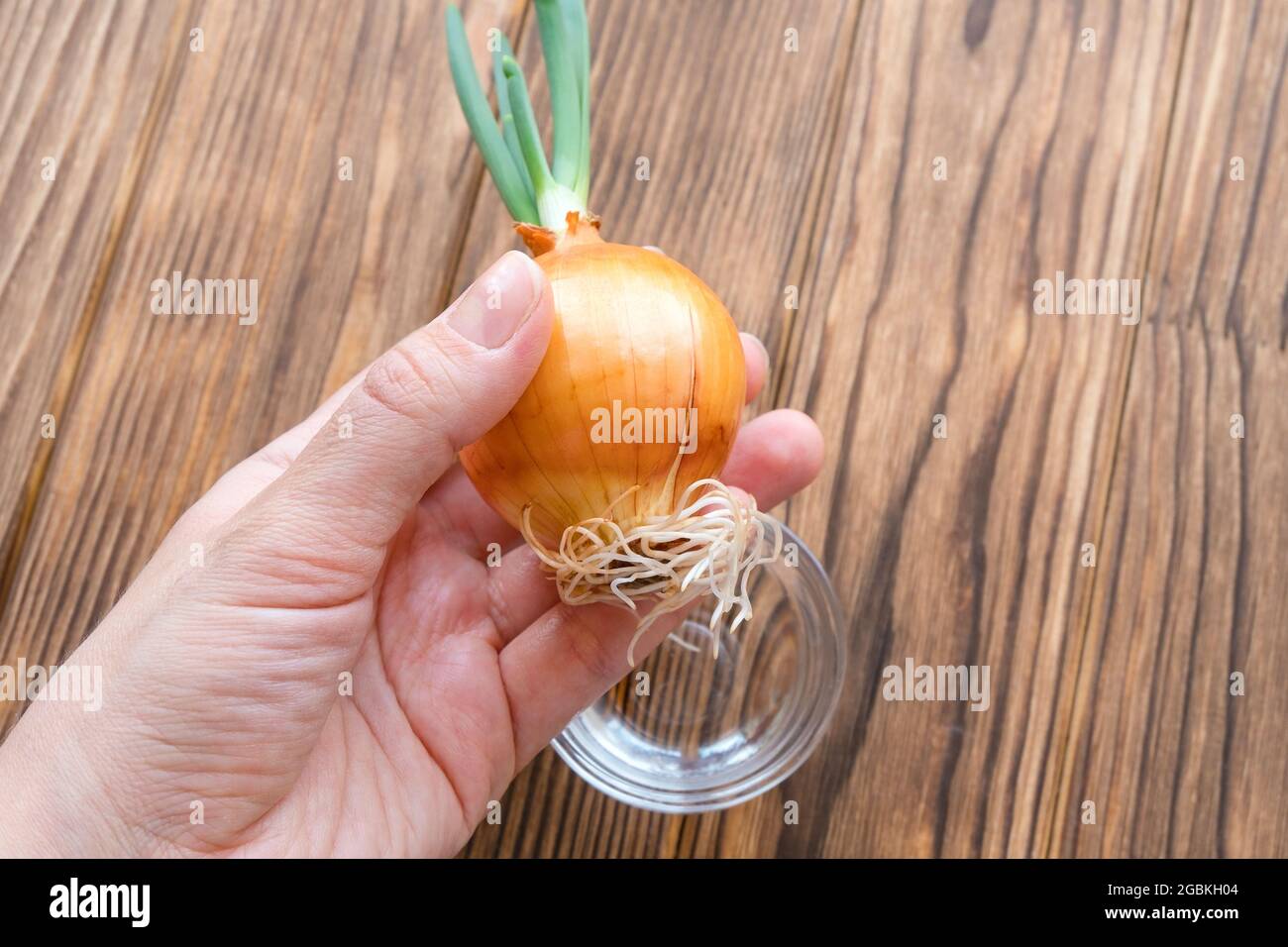 Holds a sprouted onion in his hand. Stock Photo