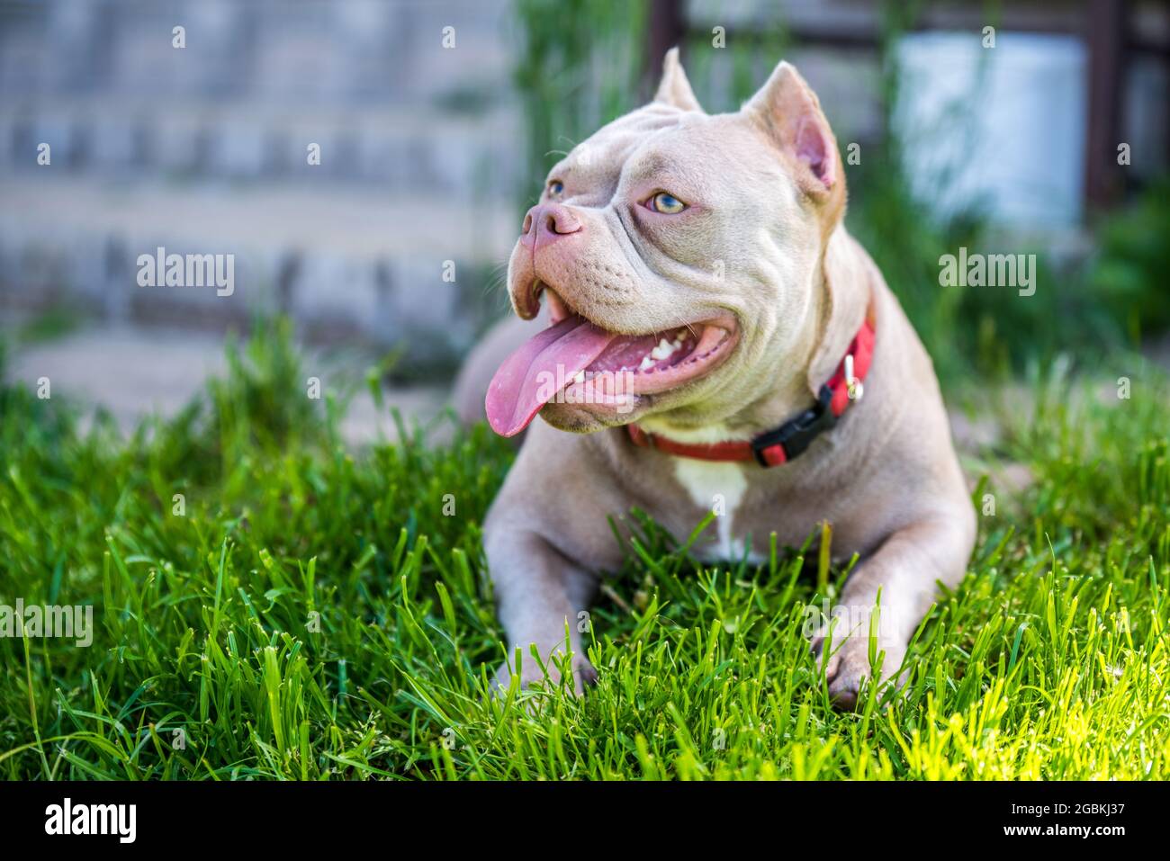 Lilac color American Bully puppy dog lying on green grass Stock Photo -  Alamy