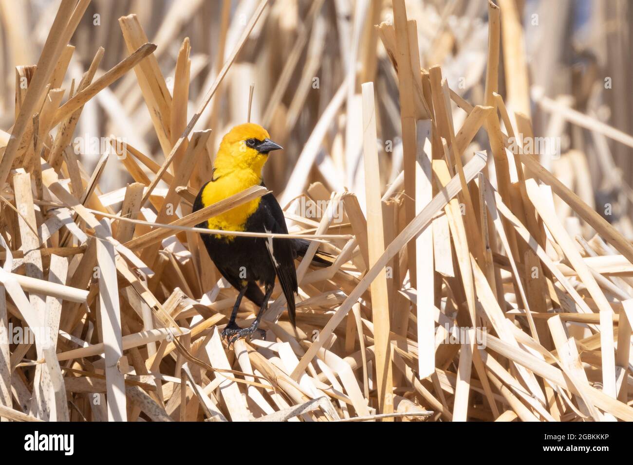 Male Yellow-headed Blackbird in the Reeds Stock Photo