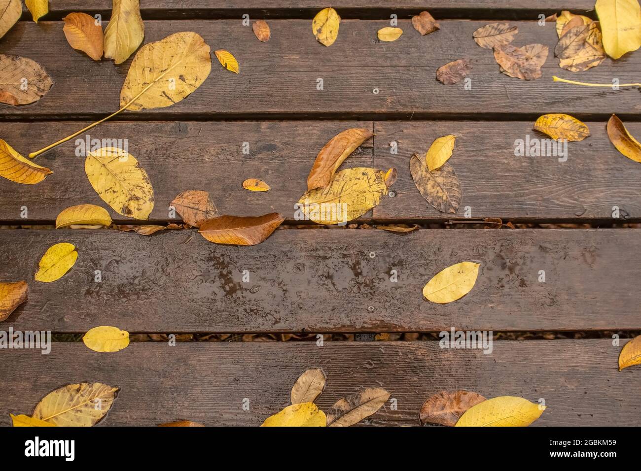 Yellow autumn walnut leaves laying on wet wood plank background Stock Photo