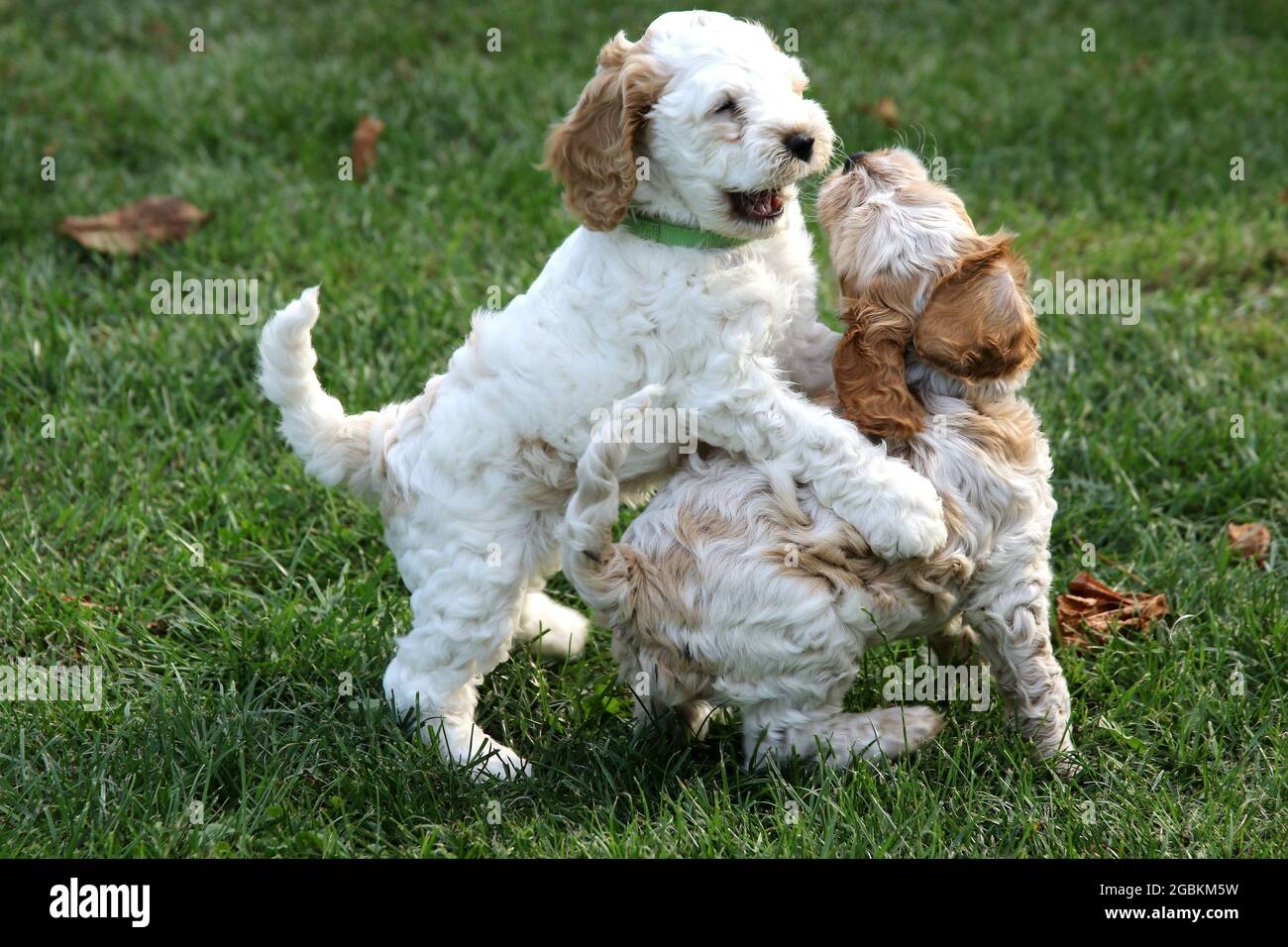 Cocker Spaniel Playing Cute two cocker spaniel dogs playing on green grass Stock Photo - Alamy