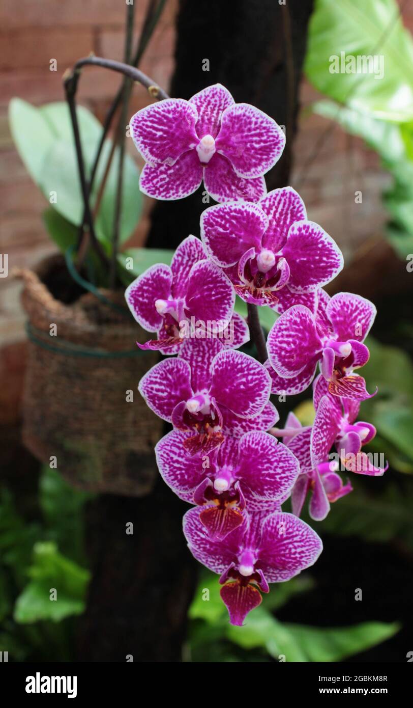 Delicate Phalaenopsis violacea orchid flowers outdoors Stock Photo