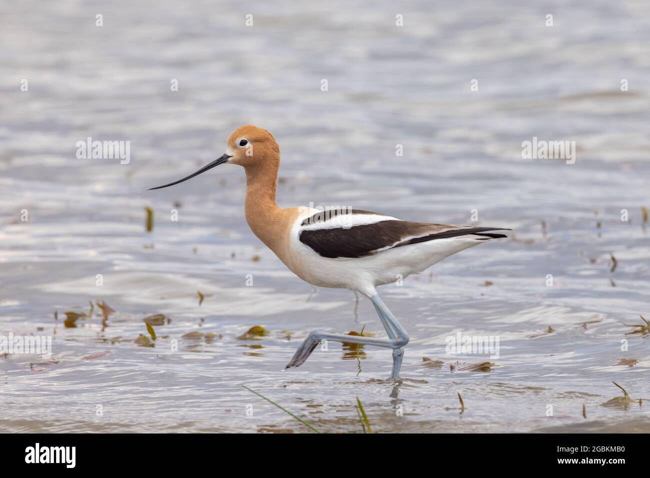 American Avocet on the beach searching for food Stock Photo