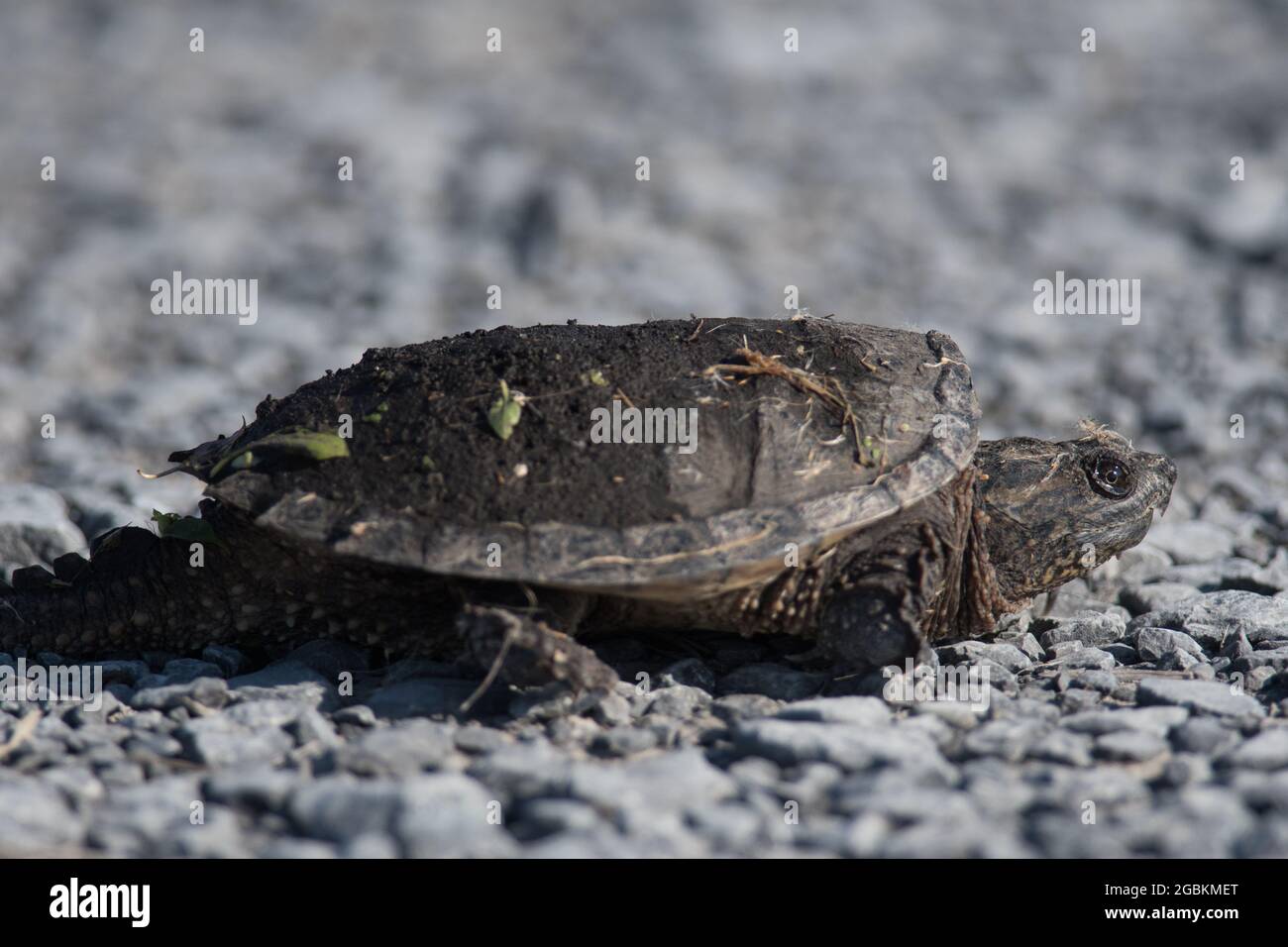Baby snapping turtle Stock Photo Alamy