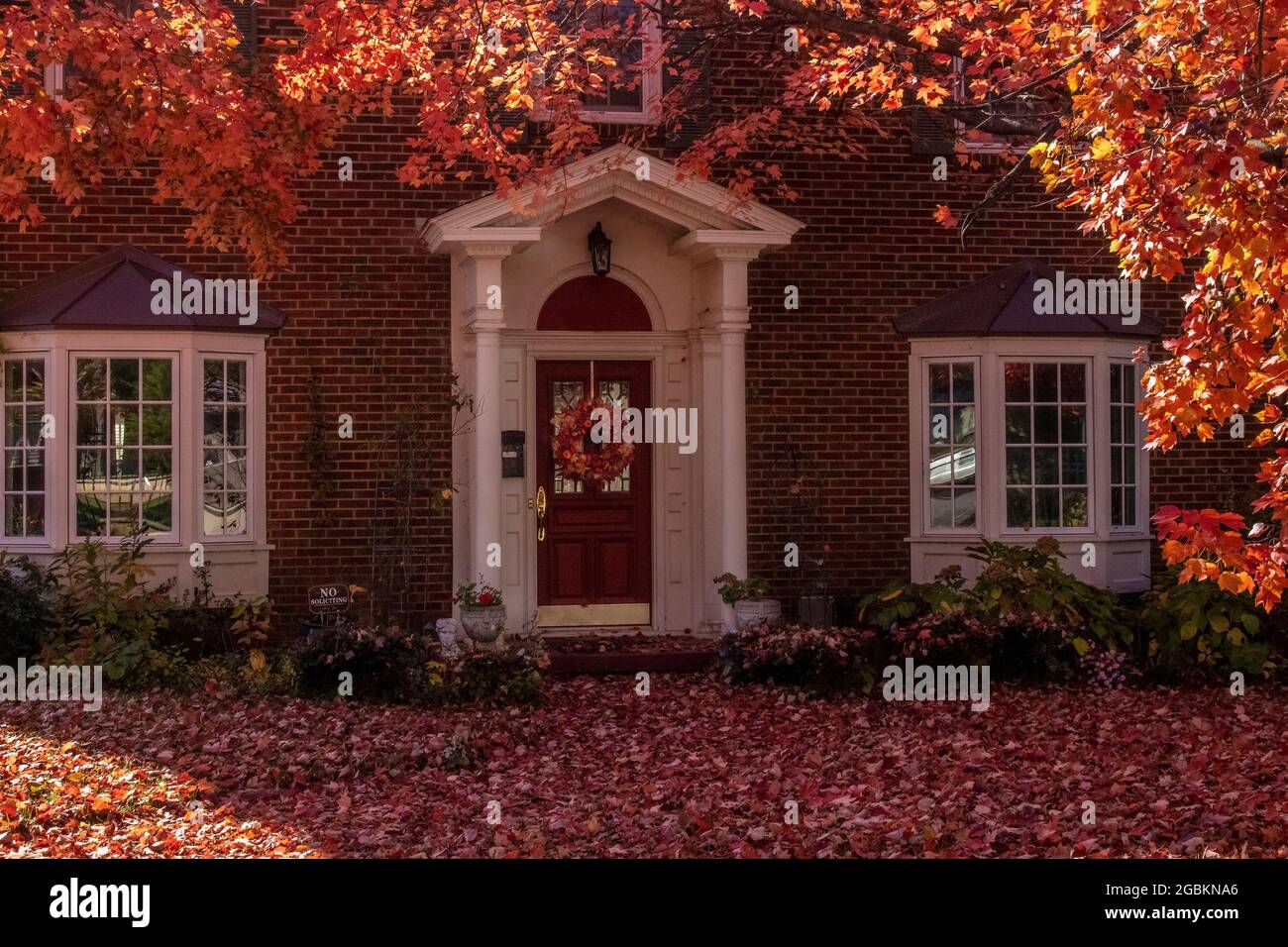 Beautiful brick house with bay windows and columns and wreath of red front door in shadow of maple trees in autumn - yard covered with leaves and ever Stock Photo