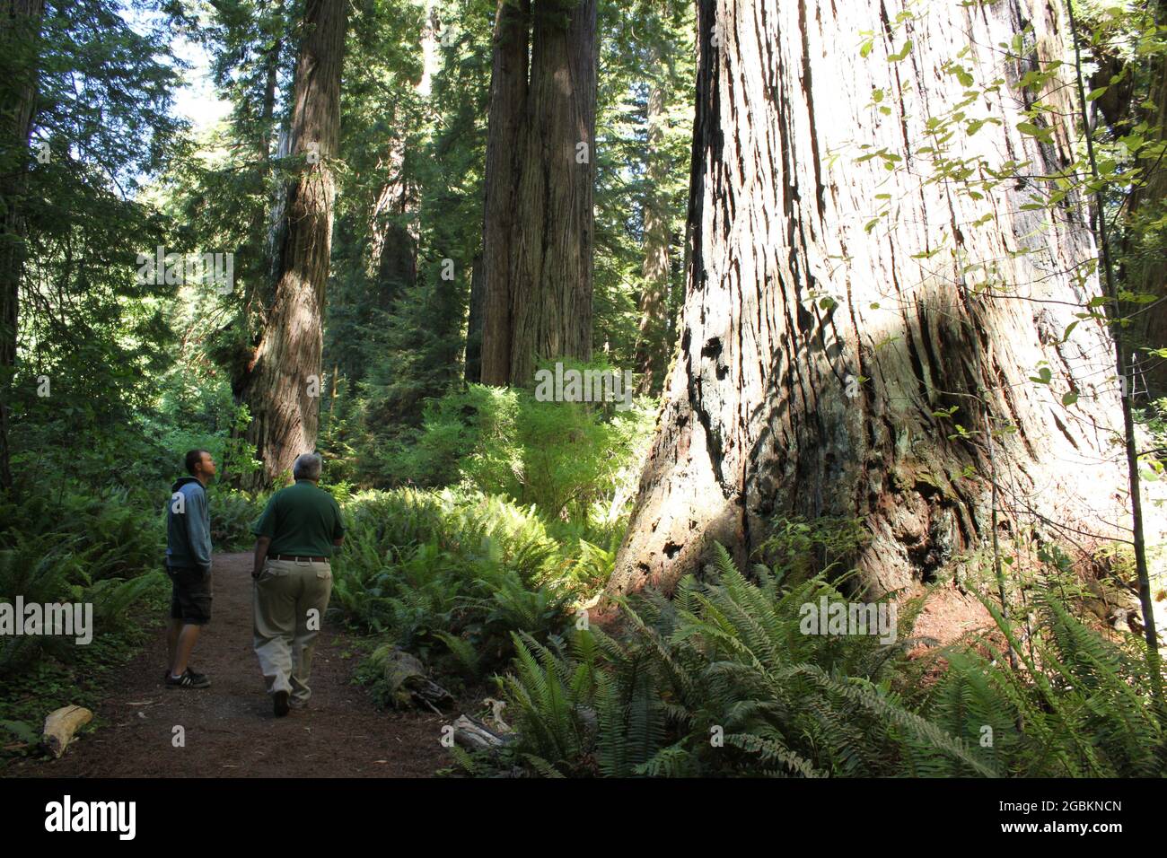 Bigfoot Found in the Redwoods