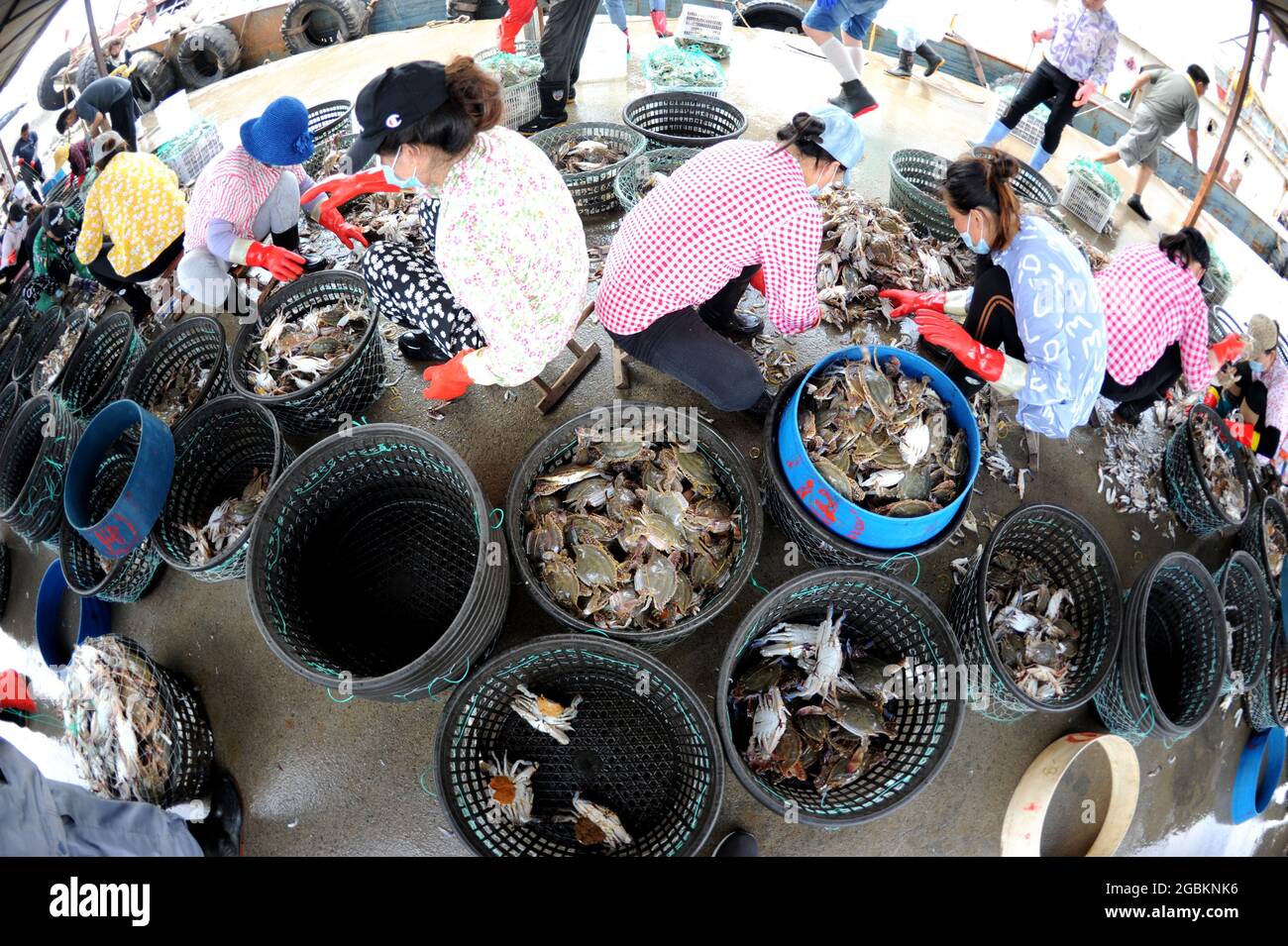 The coastal fishing boats have returned to the fishing port, each full of fish, a busy scene at