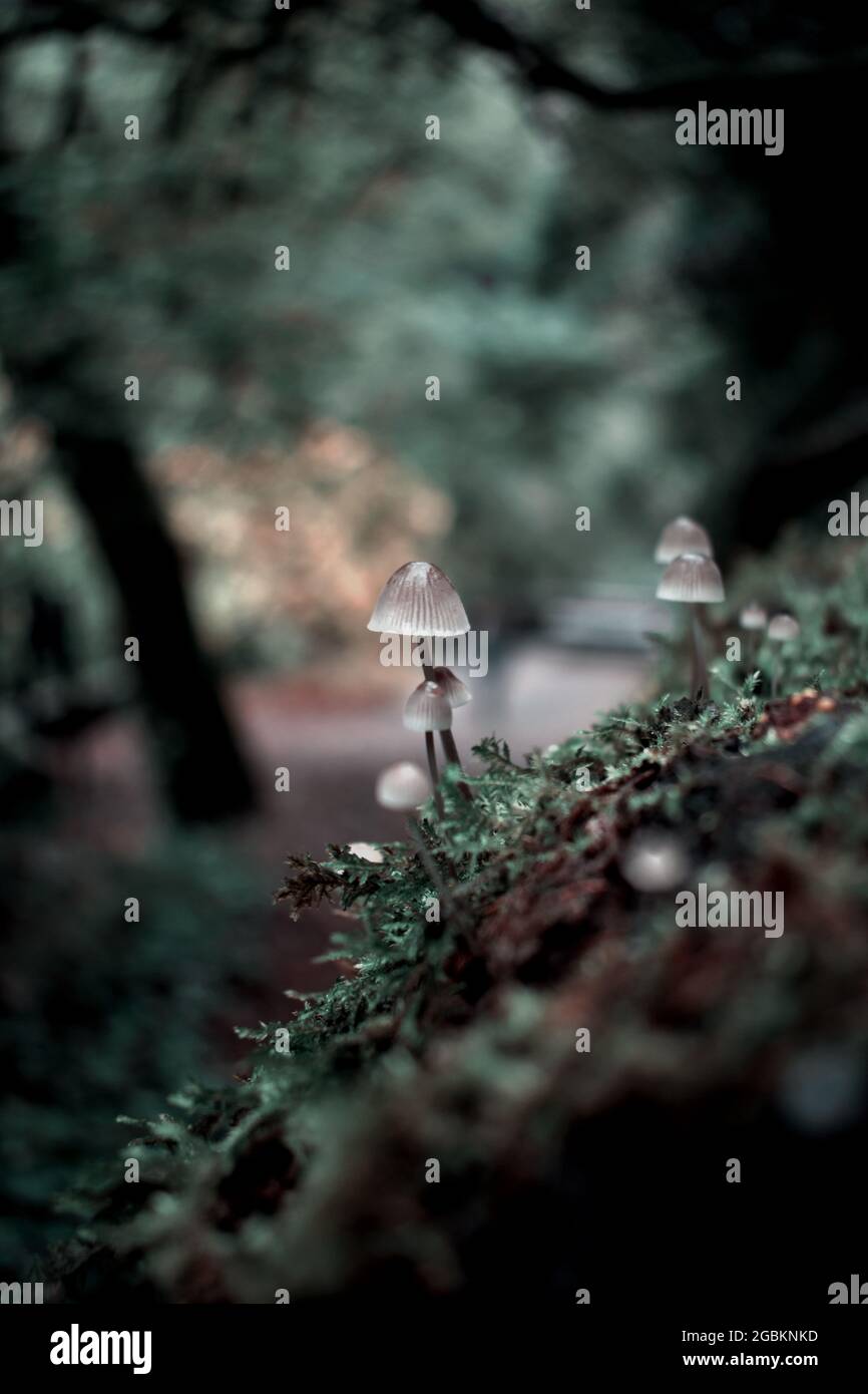 Vertical shot of Mycena mushrooms growing in a forest during daylight Stock Photo Alamy