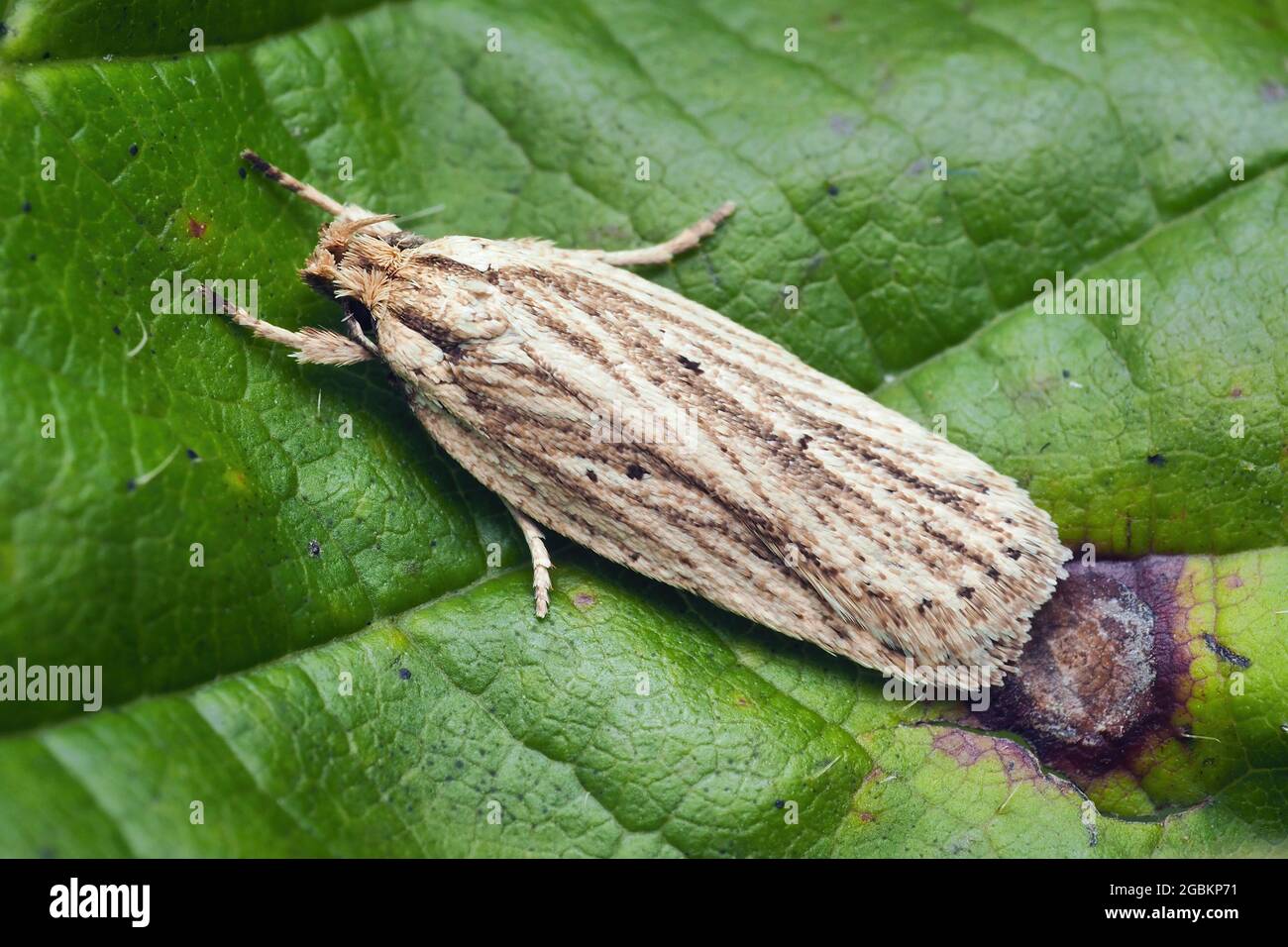 Agonopterix umbellana moth at rest on bramble leaf. Tipperary, Ireland Stock Photo