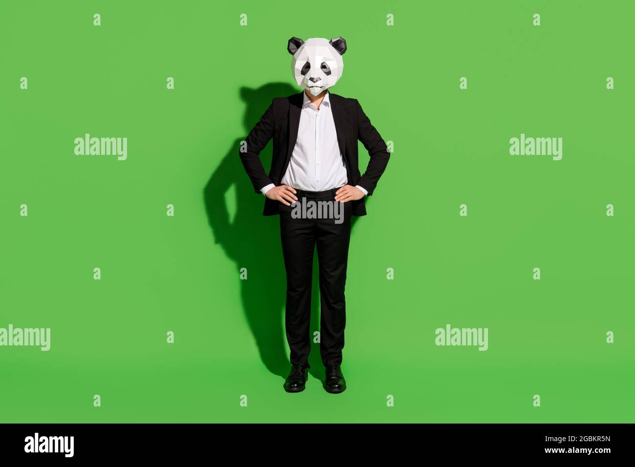 Full length body size view of classy man wearing panda mask holding ...