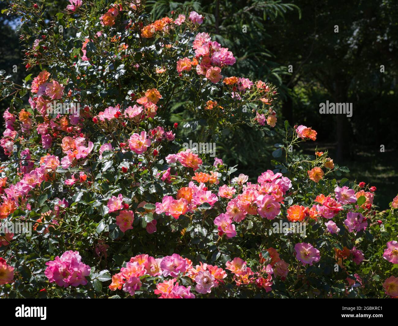 Wild rose bush hires stock photography and images Alamy