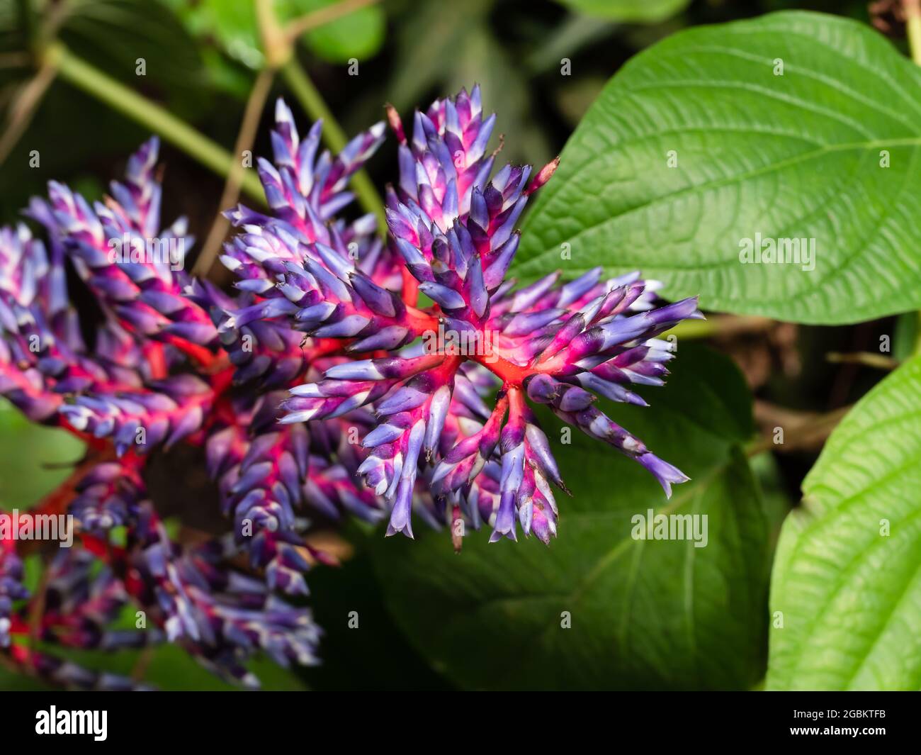 Aechmea blue tango bromeliad blue and red plant,Beautiful purple and pink flower Stock Photo