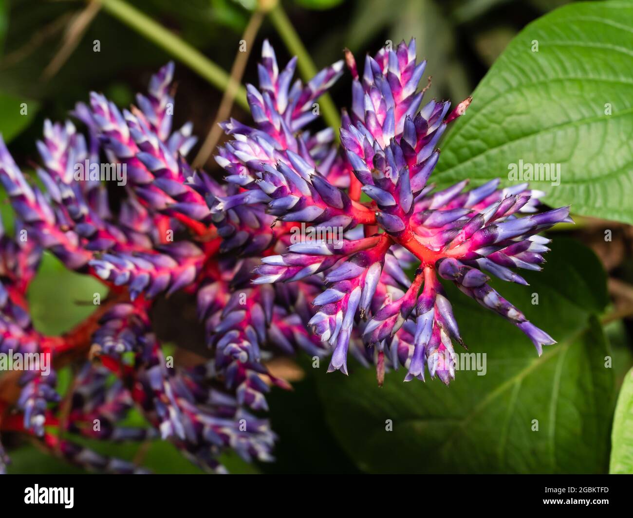 Aechmea blue tango bromeliad blue and red plant,Beautiful purple and pink flower Stock Photo