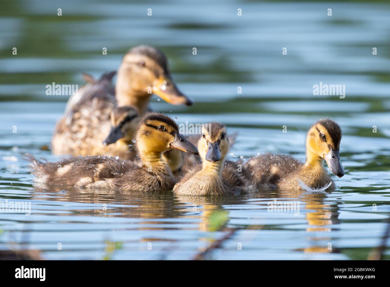 Mallard hen on water with three of her young ducklings Stock Photo