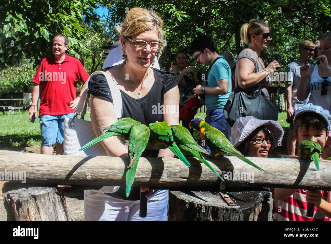 January ‎23 ‎2015 Brisbane Australia Tourists feed and interact with lorikeets sitting on log Stock Photo