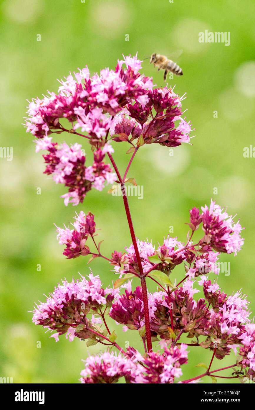 Wild marjoram bee flying Origanum vulgare flower Stock Photo