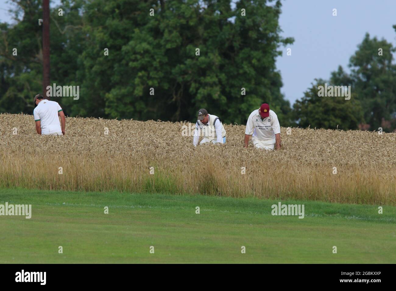 UK Weather - Crayke Cricket Club players look for lost ball in crop field during evening match v Sessay, in North Yorkshire, England, UK Stock Photo